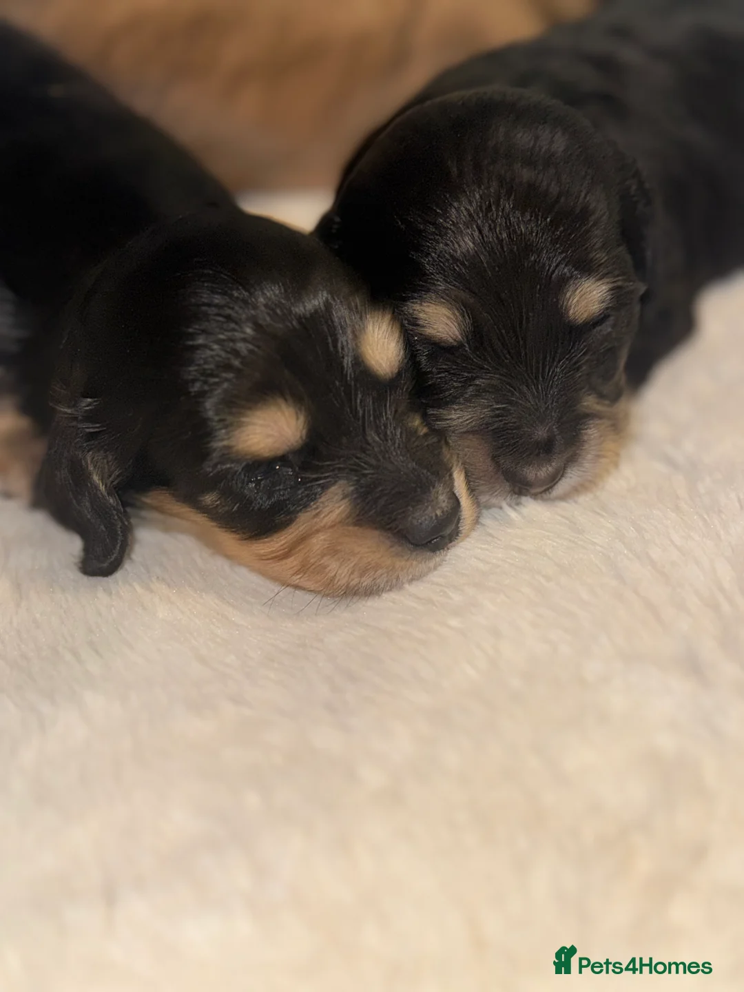 Miniature Dachshund dogs for sale: KC MINIATURE LONG HAIR PUPPYS, CREAM/BLACK & CREAM - Advert 16