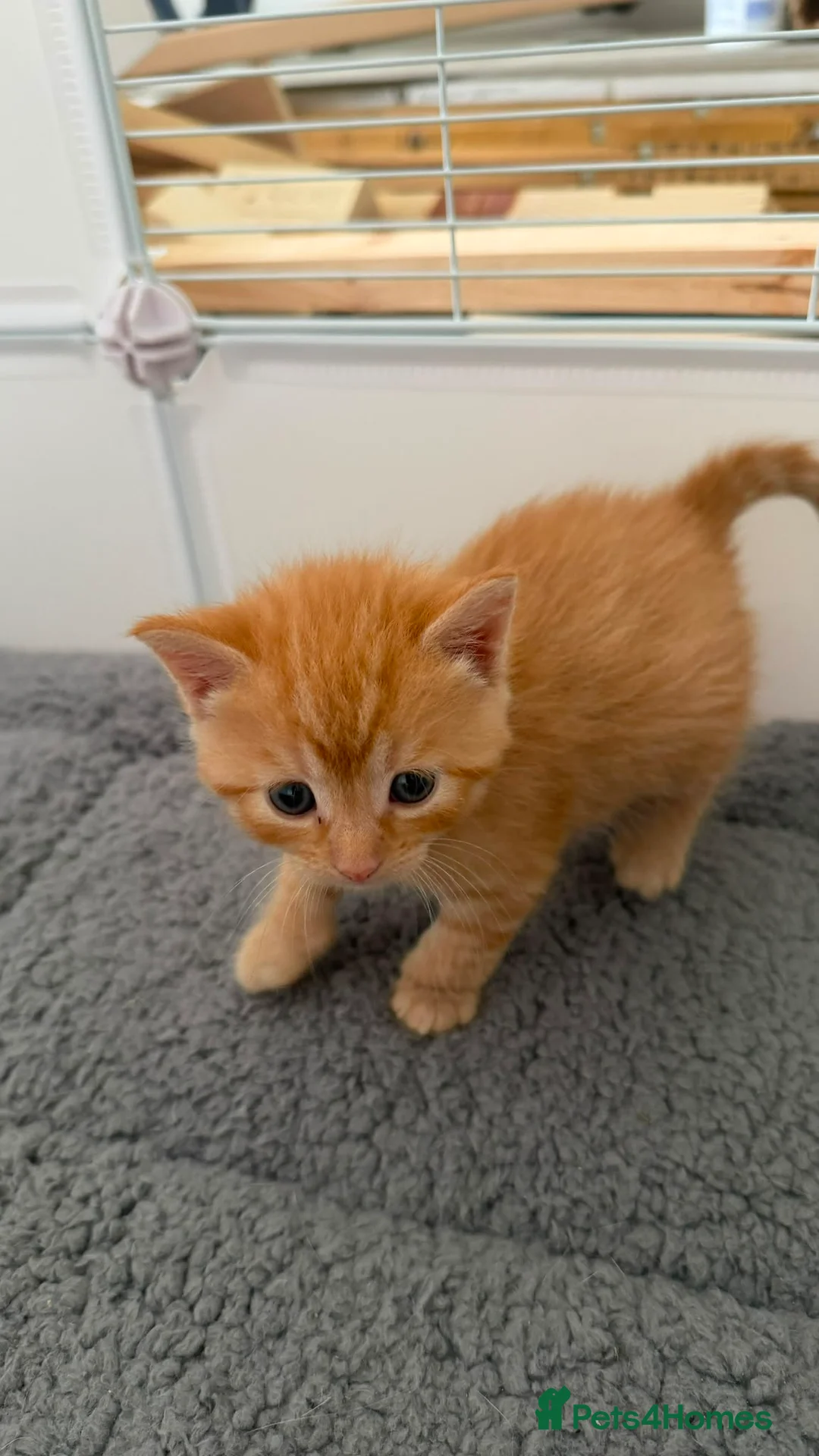 Mixed Breed cats for sale: 9 gorgeous tabby kittens - Advert 11