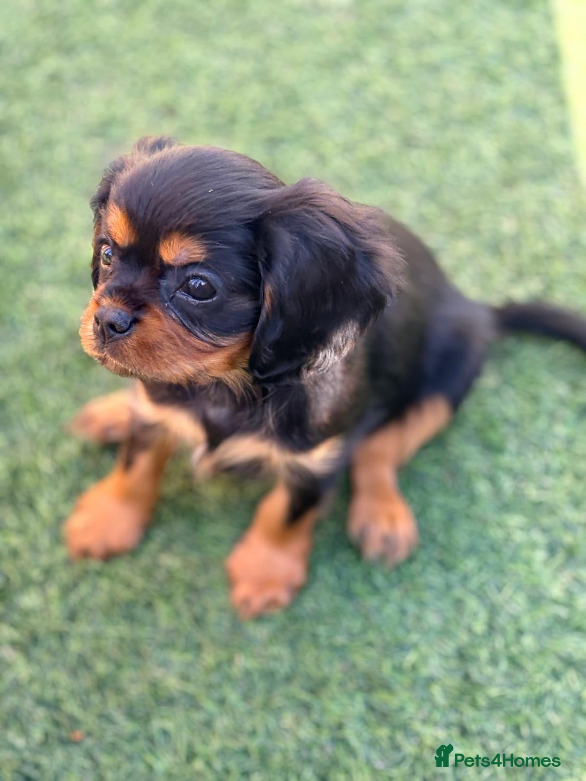 Cavalier King Charles Spaniel dogs Ready to leave next week - kc & health tested pups - Advert 2