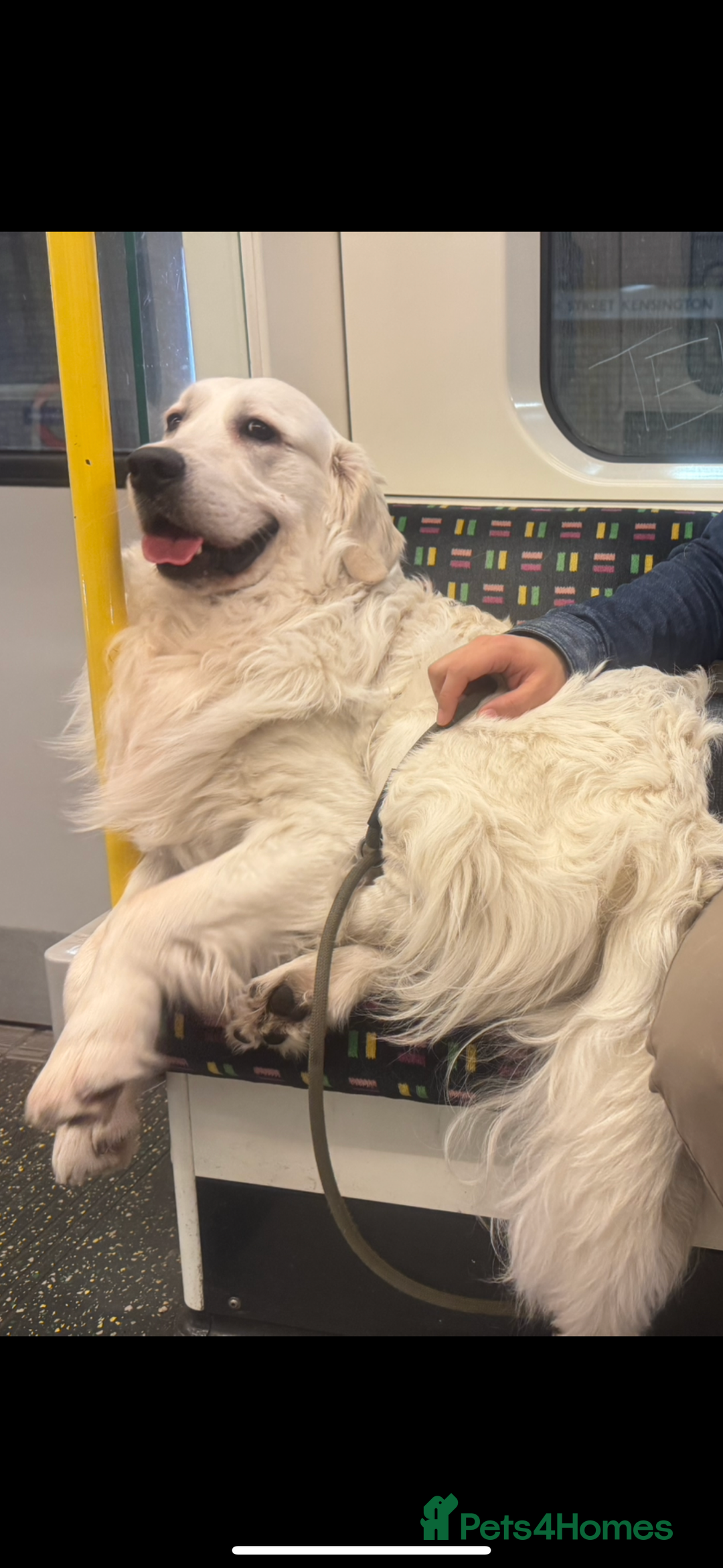Golden Retriever dogs for stud: Looking for a Female Golden Retriever 🐾 - Image 20