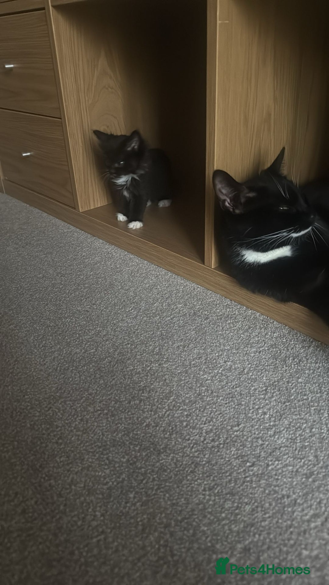 British Shorthair cats for sale: 🤩🤩 ready to go 🤩🤩 - Image 6