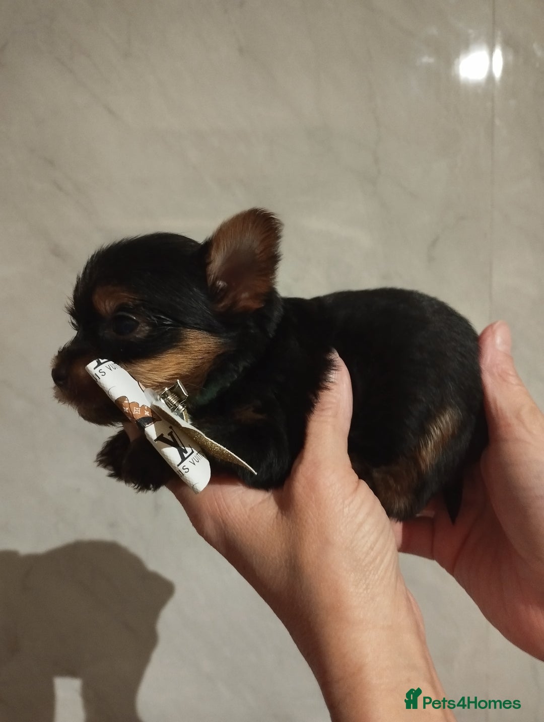 Yorkshire Terrier dogs for sale: 💝💝Beautiful miniature babies 💝💝 - Image 6