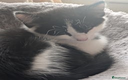 Mixed Breed cats for sale: Kitten - Image 7