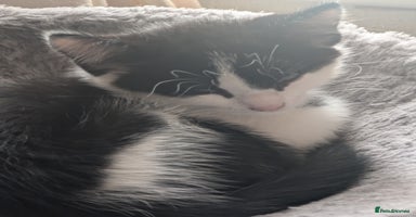 Mixed Breed cats - Advert 15