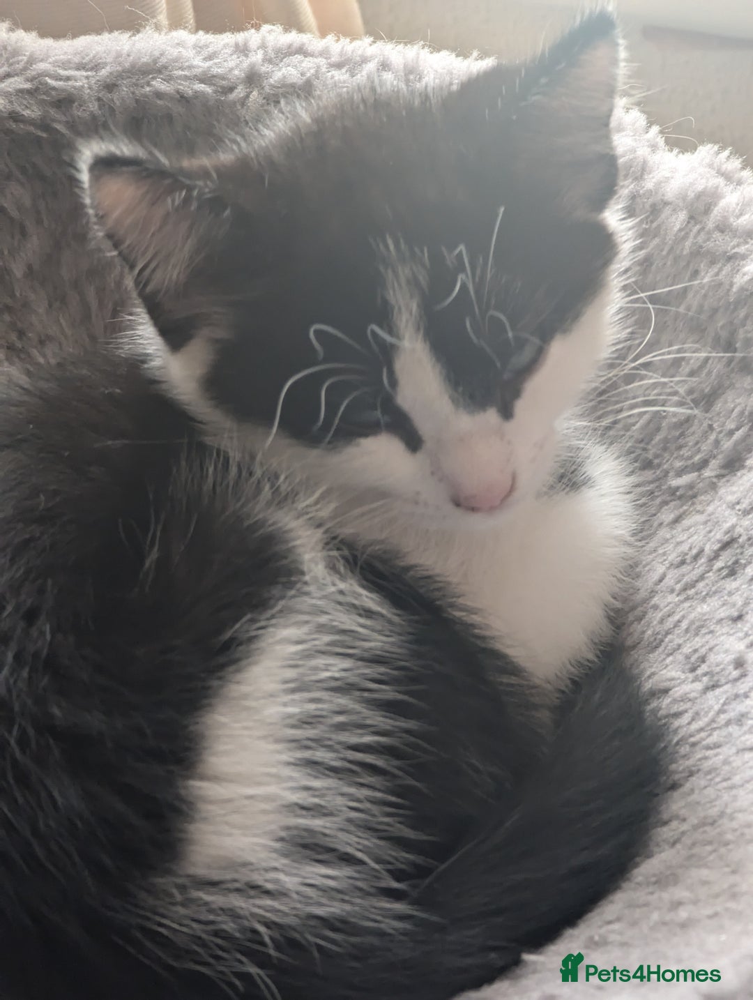 Mixed Breed cats for sale: Kitten - Image 7