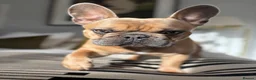 French Bulldog dogs for stud: KC Registered Blue Fawn French Bulldog Stud - Advert 11