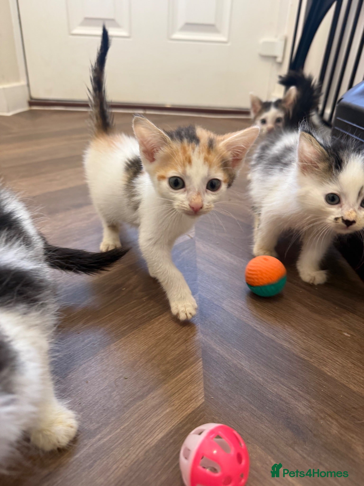 Mixed Breed cats Loving kittens 💖 - Advert 1