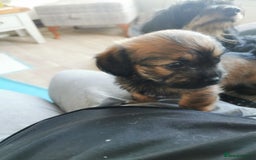Mixed Breed dogs for sale: Little bundles of schweenie love!  - Image 29