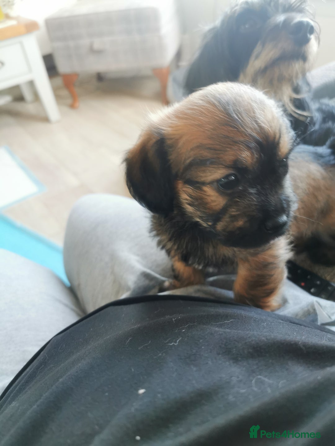 Mixed Breed dogs for sale: Little bundles of schweenie love!  - Image 29