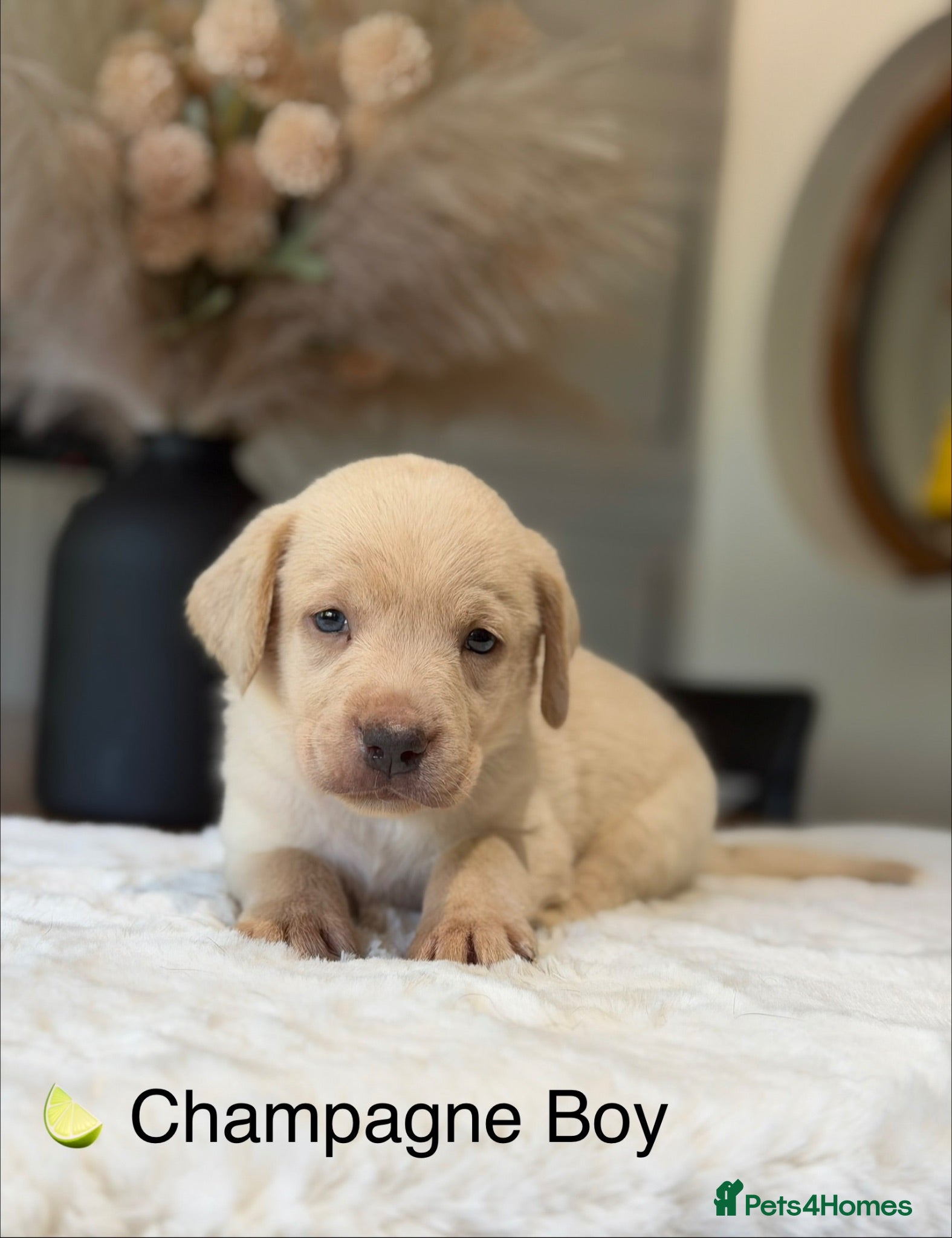 Labrador Retriever dogs Stunning Silver Charcoal Champagne Labrador pups - Advert 1