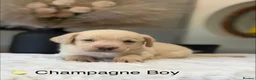 Labrador Retriever dogs for sale: Health tested yellow/champagne Labrador puppies - Advert 7
