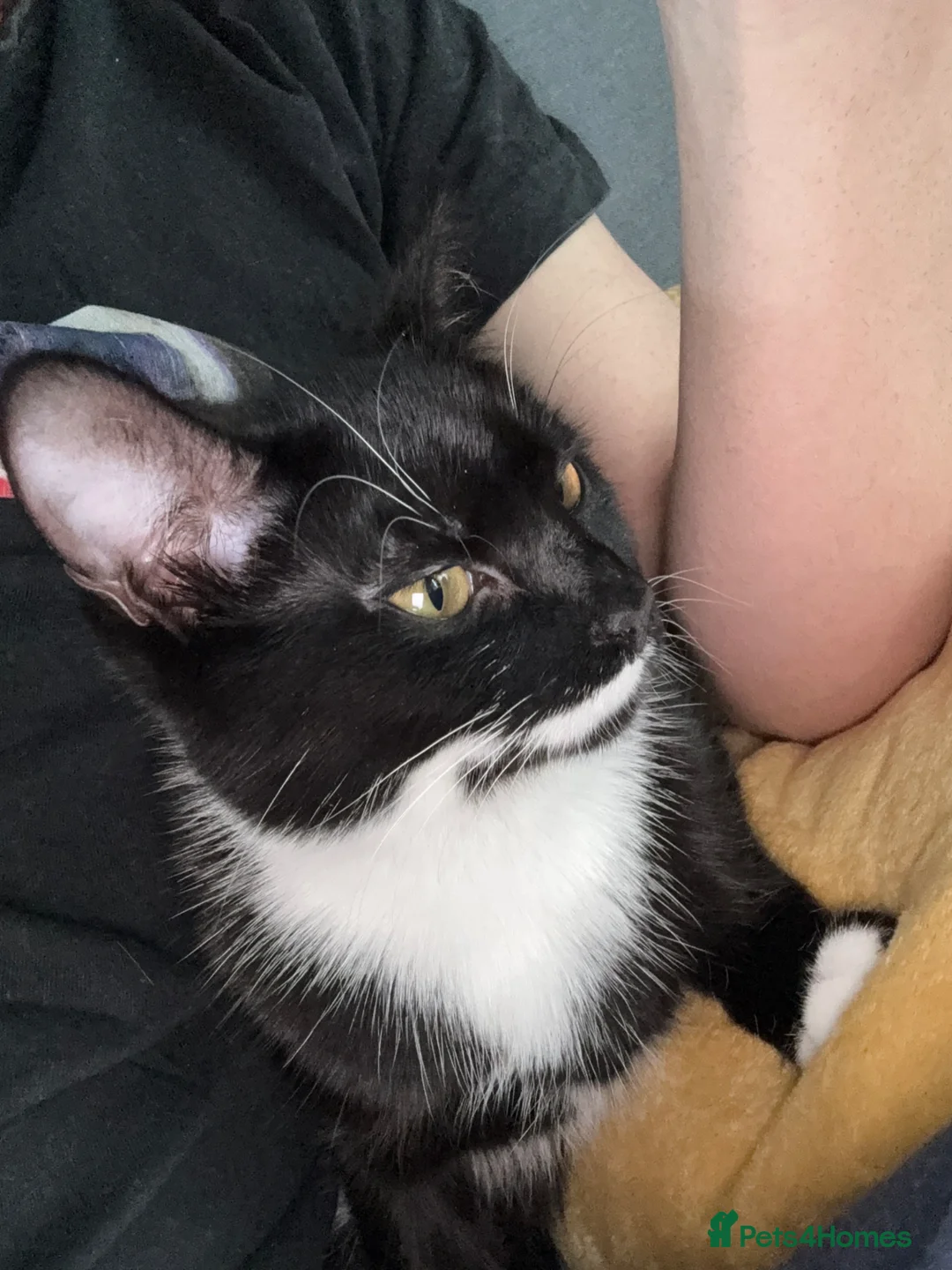 Mixed Breed cats for sale: Month Old Friendly Female Cat – Needs Loving Home in Newquay - Advert 3