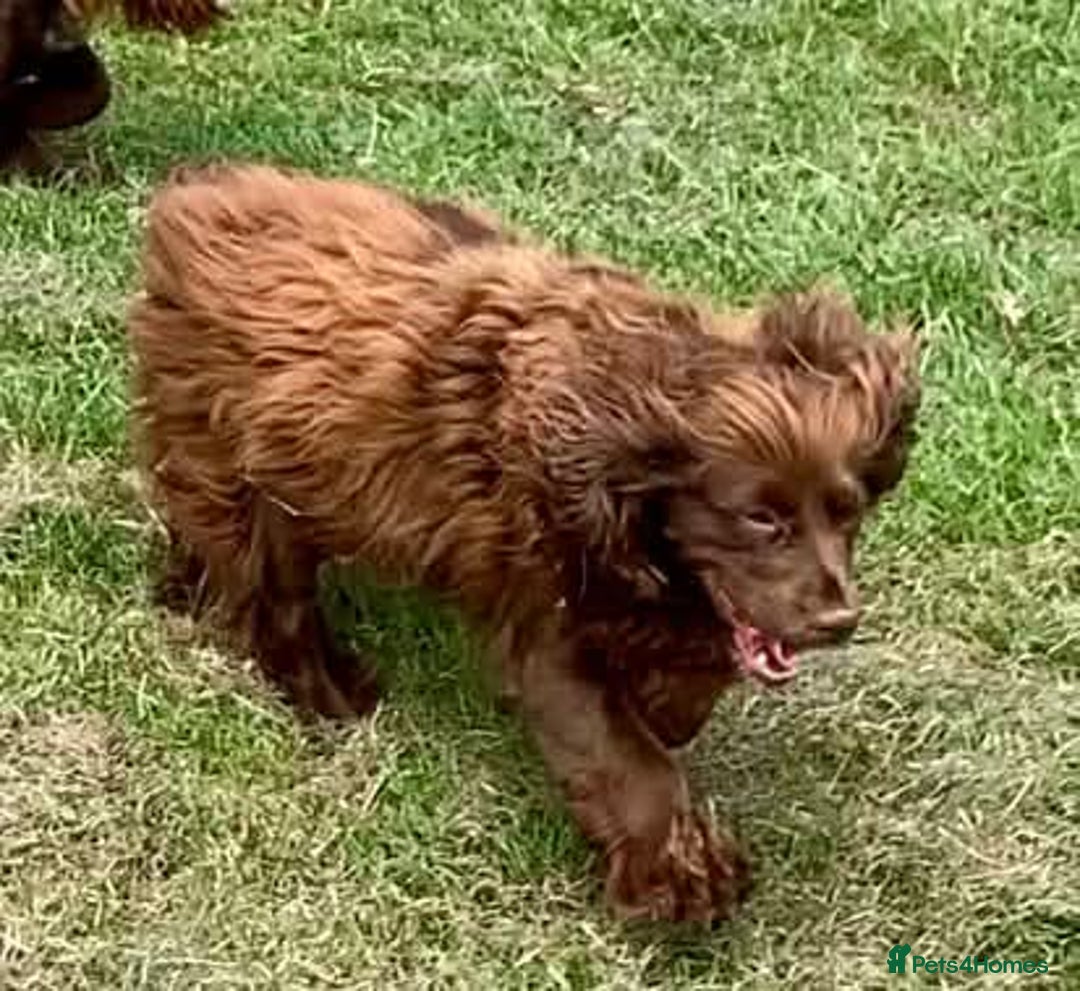 Cockapoo dogs for sale: F1 Cockapoo puppies ready now  - Advert 2