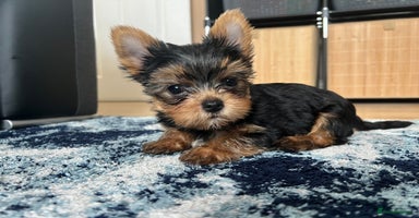 Yorkshire Terrier dogs - Advert 2