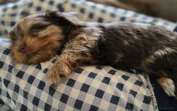 Yorkshire Terrier dogs for sale: Chocolate Yorkies  - Image 24