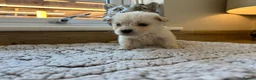 Golden Retriever dogs for sale: Our beautiful golden retriever pups - Advert 29