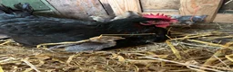 Chickens poultry for sale: French maran 7 cream leg bar chicks - Advert 10