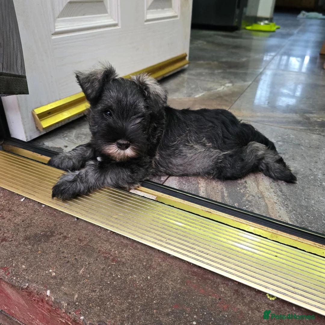 Miniature Schnauzer dogs for sale: Miniature Schnauzer Puppies.READY NOW !!!  - Advert 7