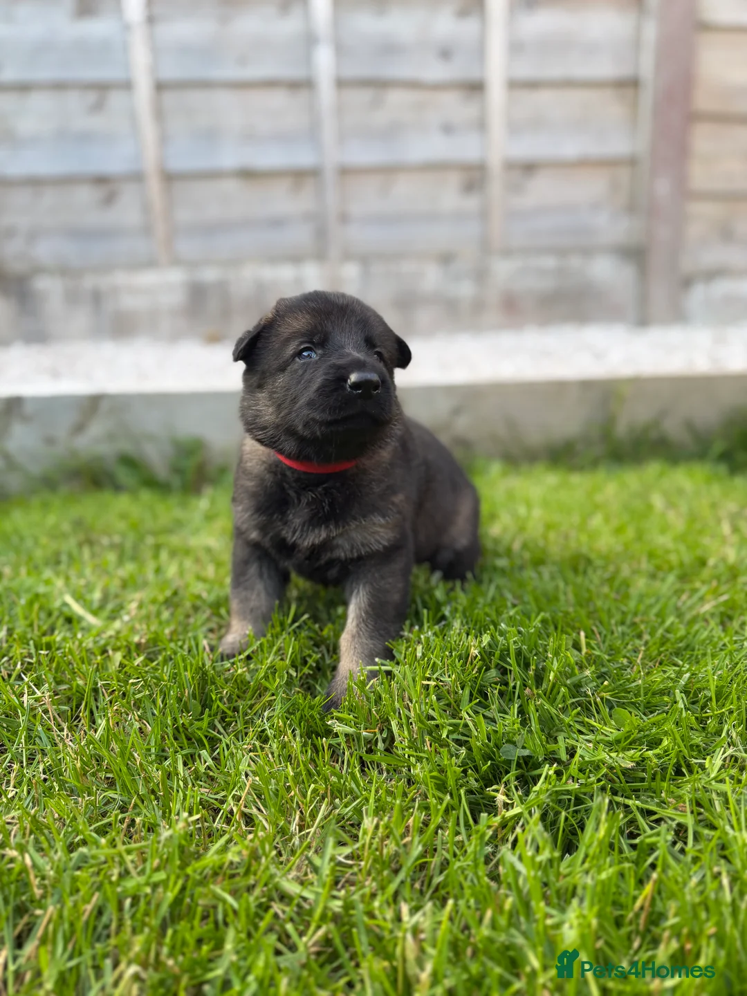 German Shepherd dogs for sale: 🐾 German Shepherd Puppies – ready 18th July - Advert 2