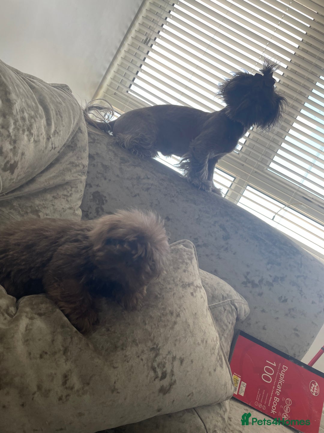 Shih Tzu dogs for sale: Tiny small lilac imperial babies - Image 4