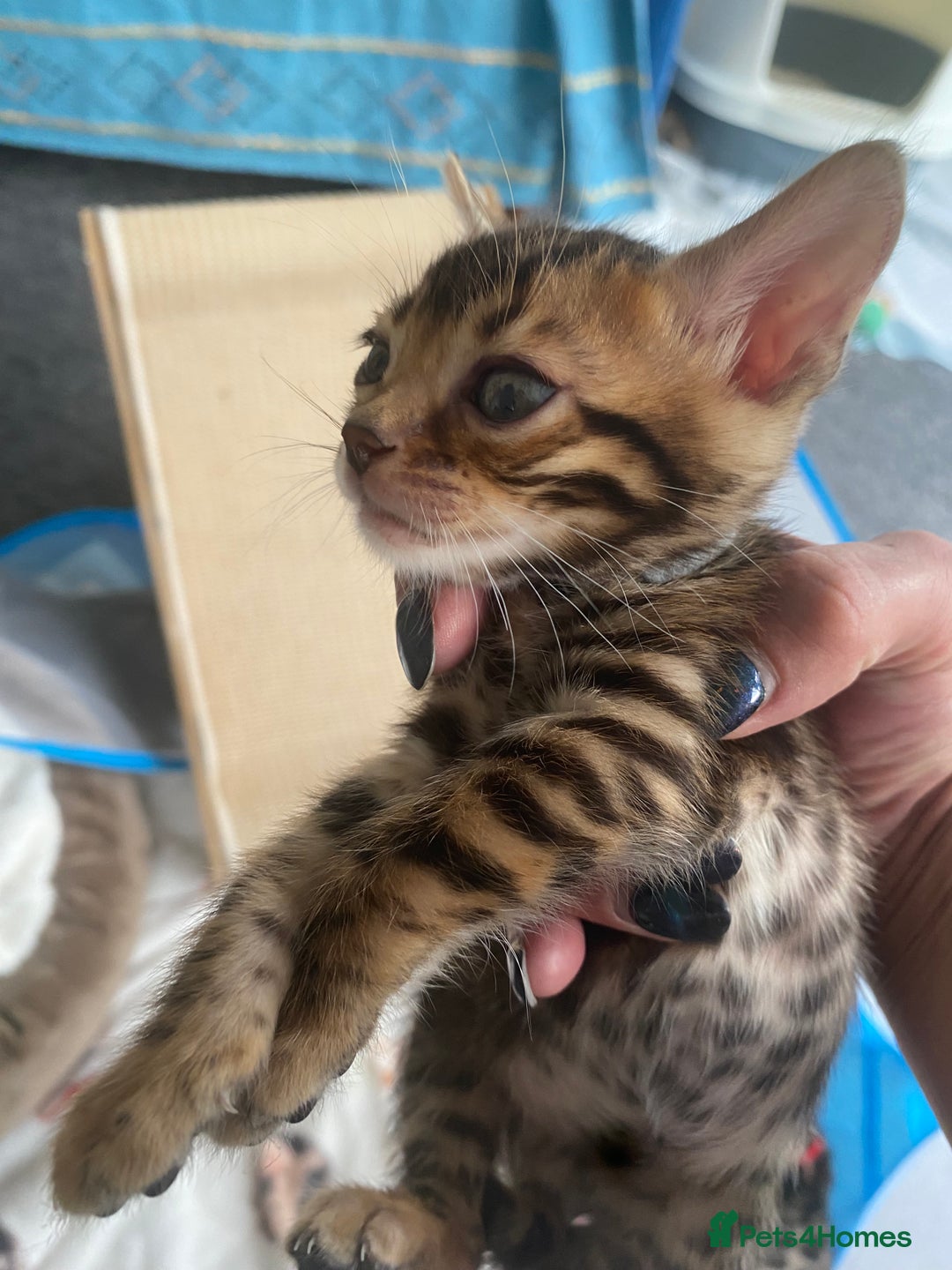 Bengal cats for sale: Absolutely beautiful pure bengals - Image 8