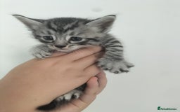 Domestic Shorthair cats for sale: Kittens for Sale - Image 7