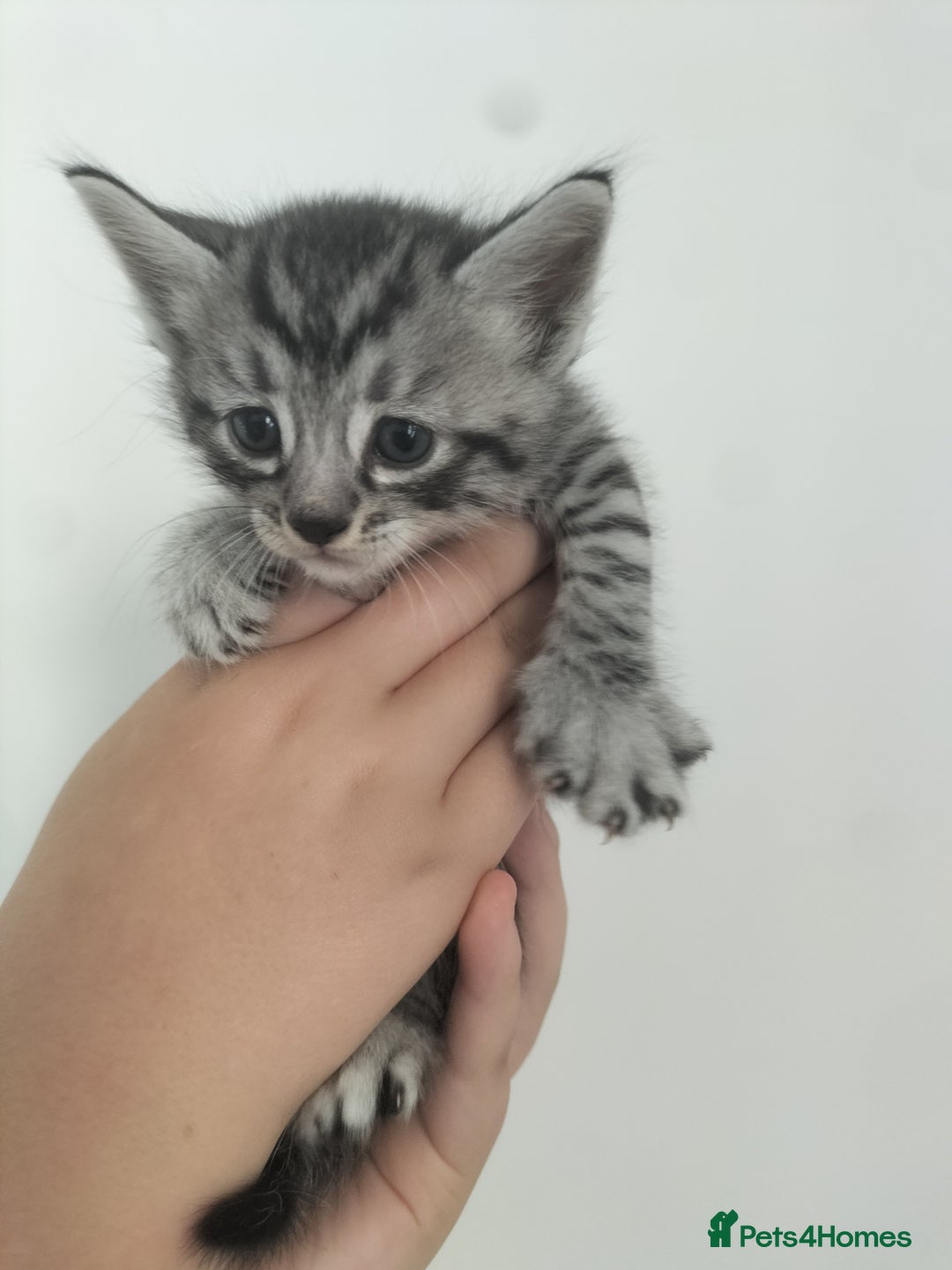 Domestic Shorthair cats for sale: Kittens for Sale - Image 7