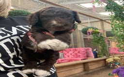 Bernedoodle dogs for sale: Midi Medium Bernedoodle Puppies  - Image 16