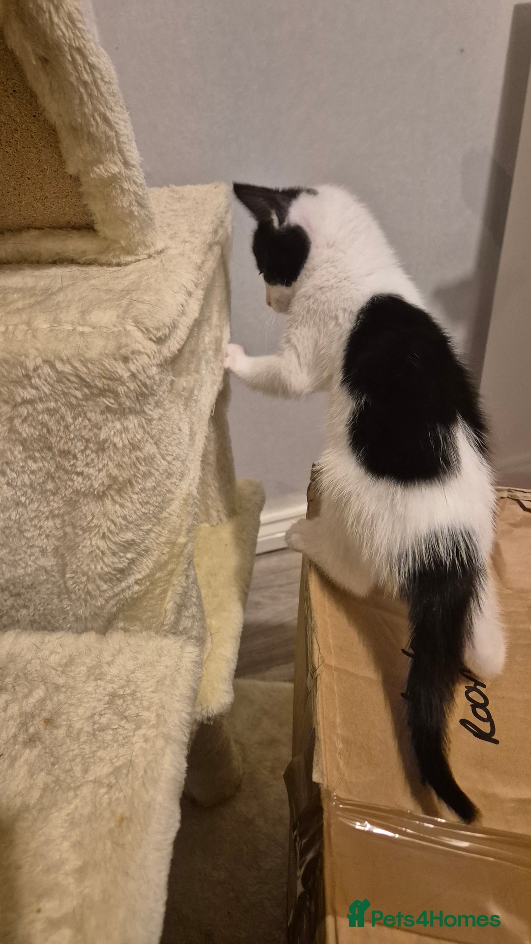 Mixed Breed cats for sale: 2 female kittens available and ready to leave  - Advert 3