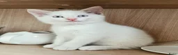 Mixed Breed cats for sale: Two adorable kittens ready for new home - Advert 7