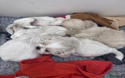 Shih Tzu dogs for sale: Creams shihtzus 5* puppies  - Image 9