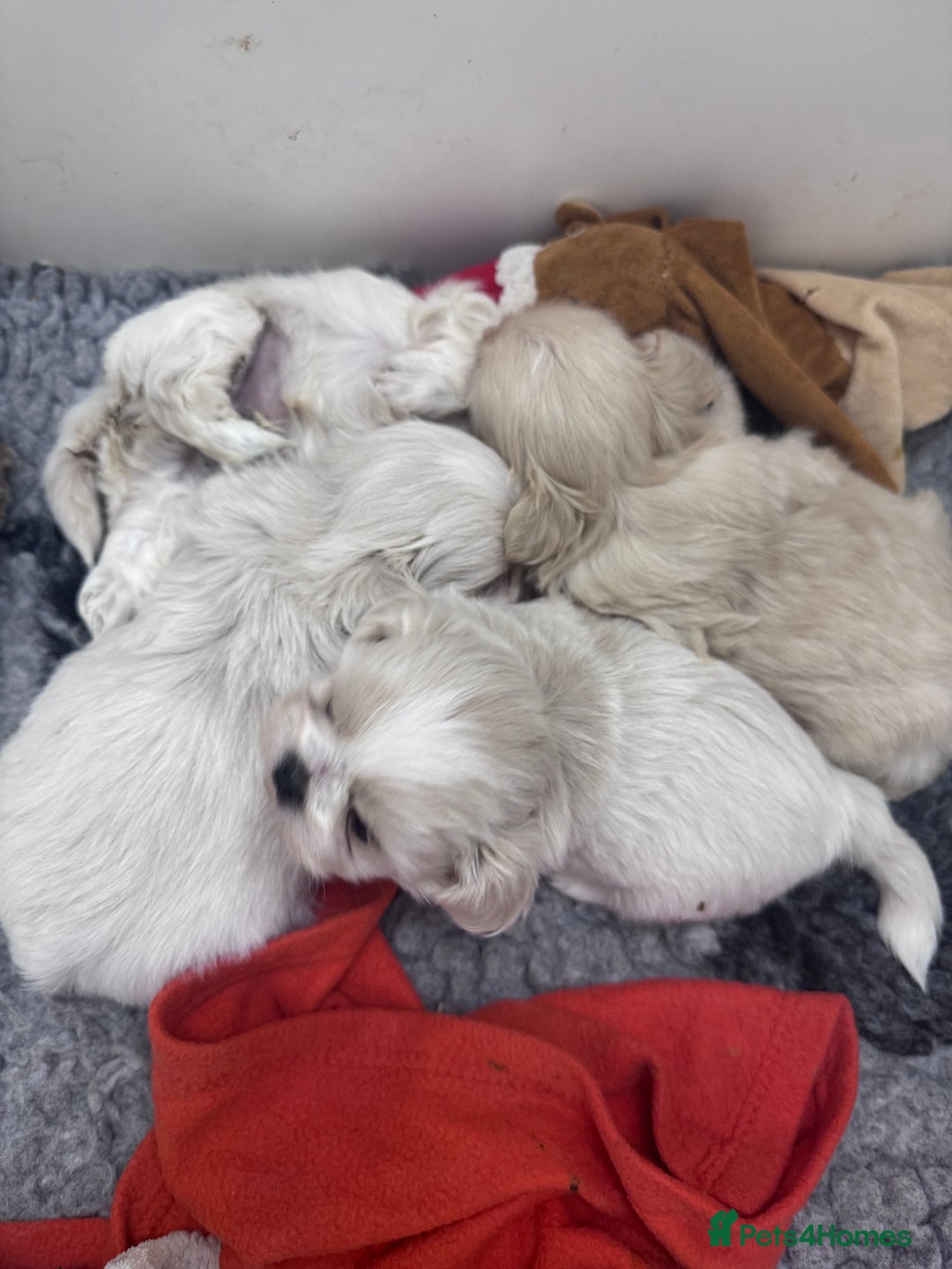 Shih Tzu dogs for sale: Creams shihtzus 5* puppies  - Image 9