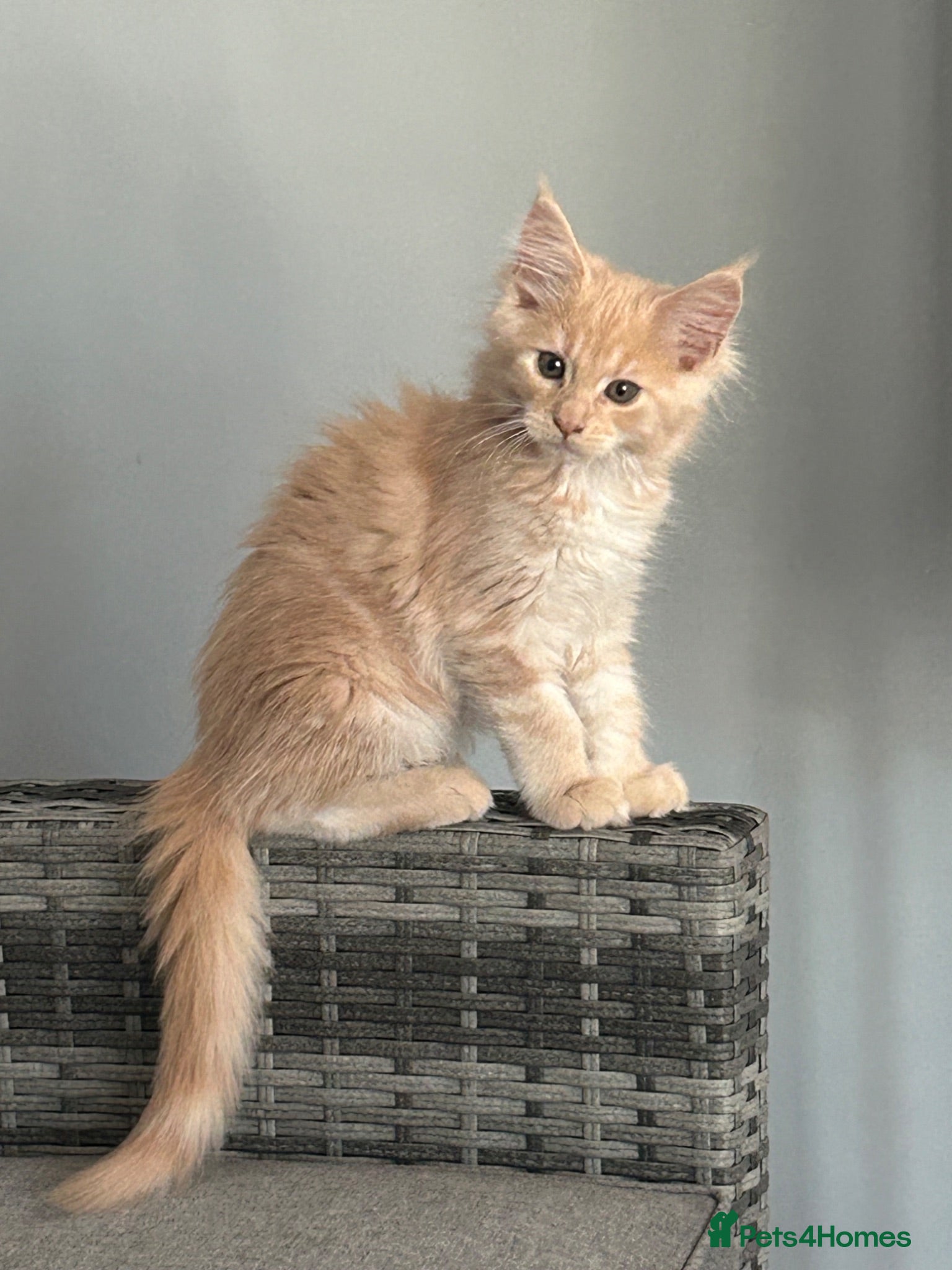 Maine Coon cats RED GIRL CREAM BOY PRICE REDUCTION 😻l - Advert 17