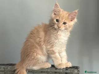 Maine Coon cats RED GIRL CREAM BOY PRICE REDUCTION 😻l - Advert 17