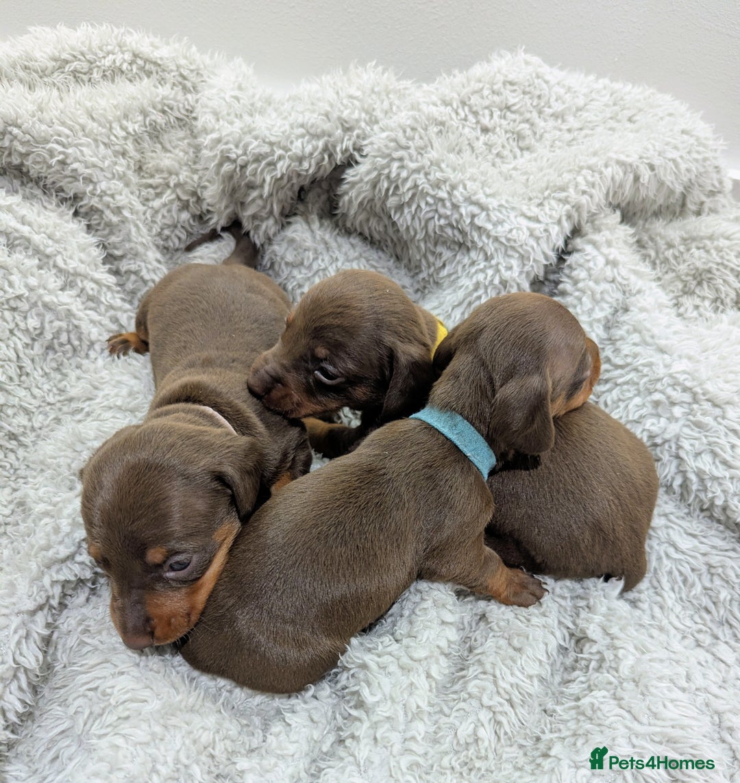 Miniature Dachshund dogs for sale: Beautiful Miniature Dachshund *one little girl* - Advert 14