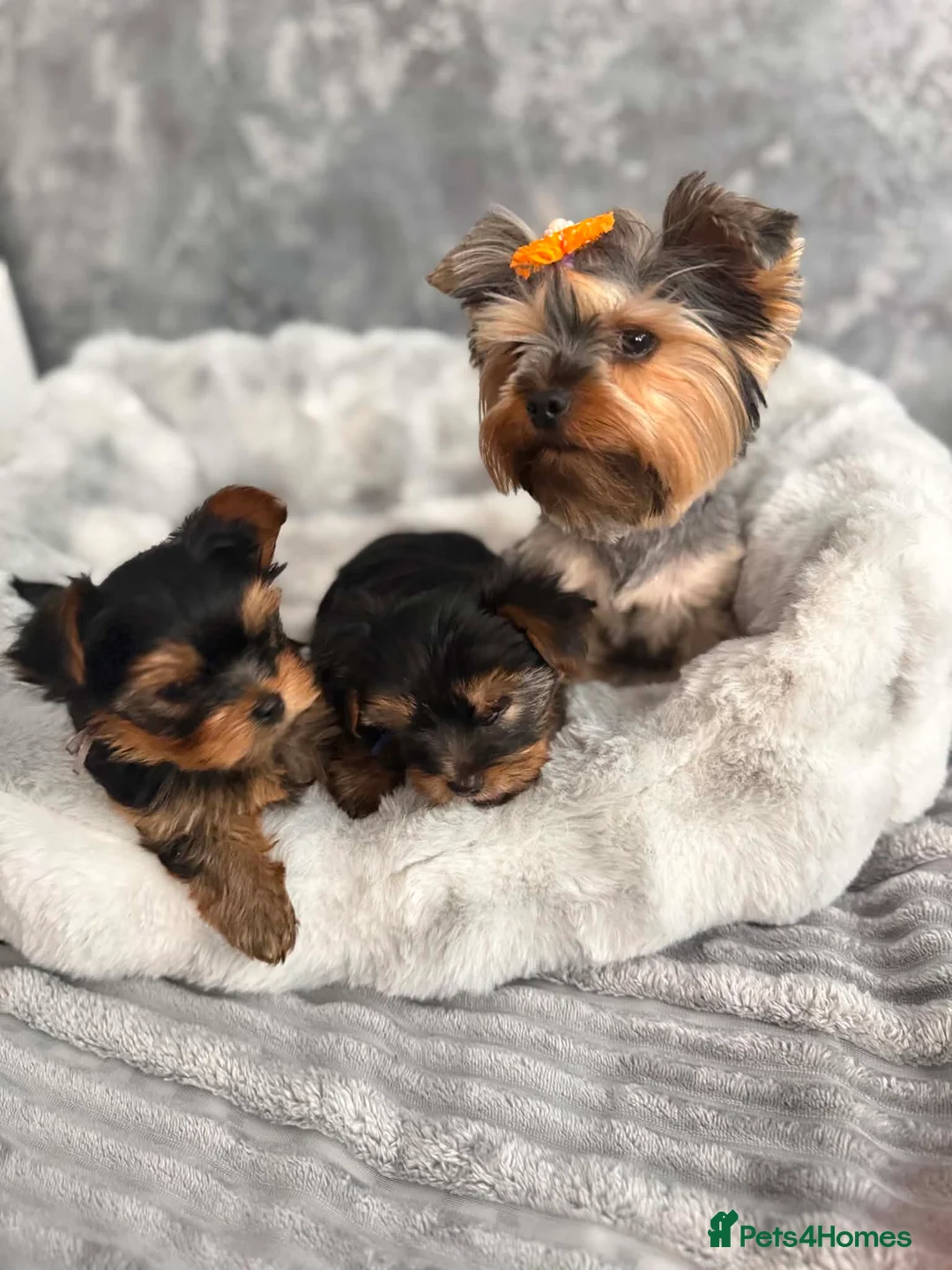 Yorkshire Terrier dogs for sale: mini yorkshire terrier  - Advert 2