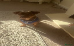 Jack Russell dogs for sale: Ralph - Image 4