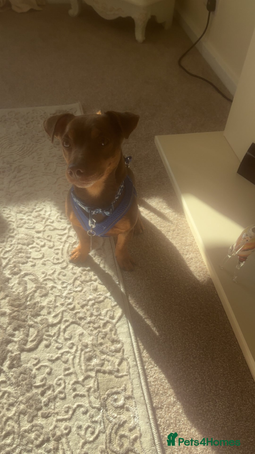 Jack Russell dogs for sale: Ralph - Image 4