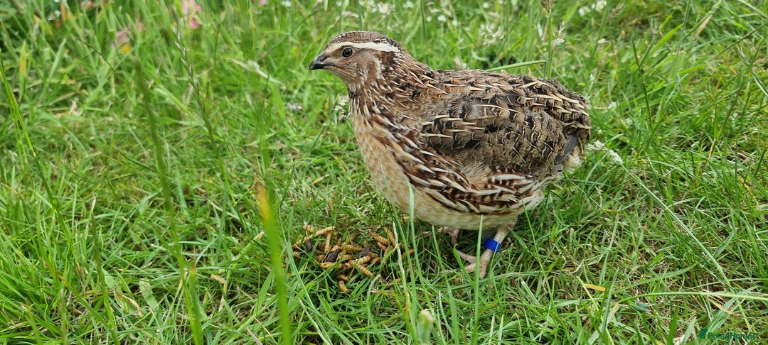 Quail poultry for sale: 🐣 Live Coturnix Jumbo Quail for Sale  in Birmingham - Image 2