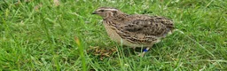 Quail poultry for sale: 🐣 Live Coturnix Jumbo Quail for Sale  in Birmingham - Advert 2