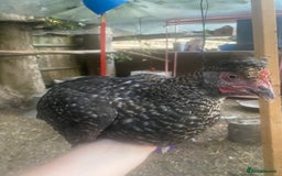 Chickens poultry for sale: 7 HYBRID HENS FOR SALE  - Image 7