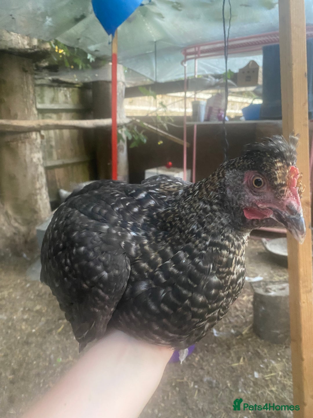 Chickens poultry for sale: 7 HYBRID HENS FOR SALE  - Image 7