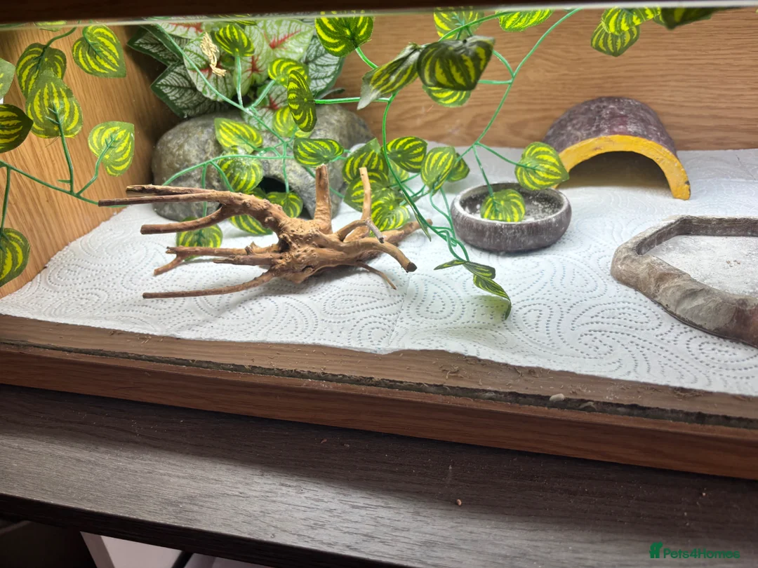 Leopard Gecko reptiles for sale: Leopard gecko  - Advert 4