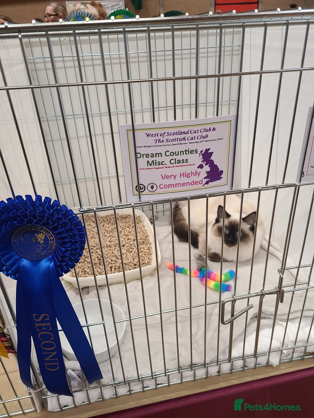 Ragdoll cats for sale: Neutered Adult Seal Point Ragdoll GCCF - Image 2