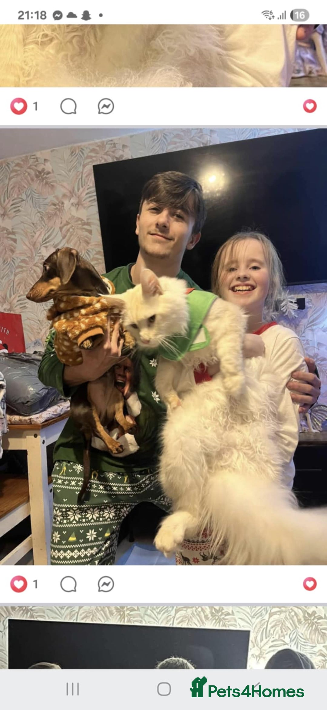 Maine Coon cats for sale: Full main coon kittens for sale - Advert 13