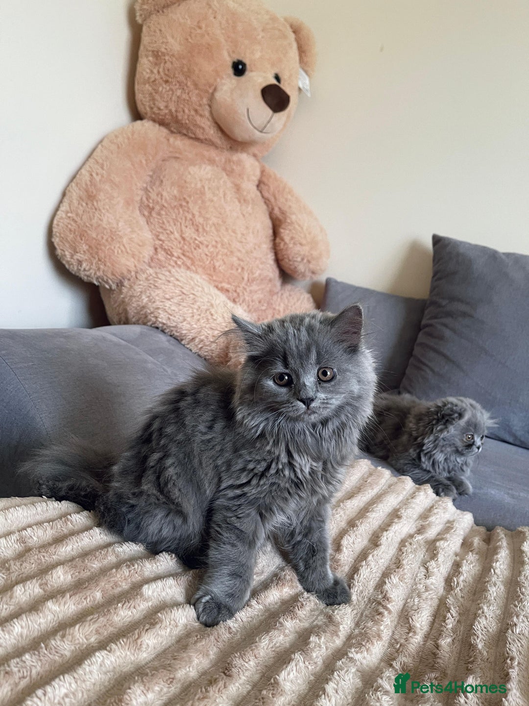 Scottish Fold cats for sale: Scottish fold Longhair - Image 2