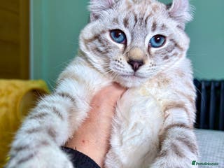 Savannah cats Breath taking wild looking girl - Advert 4