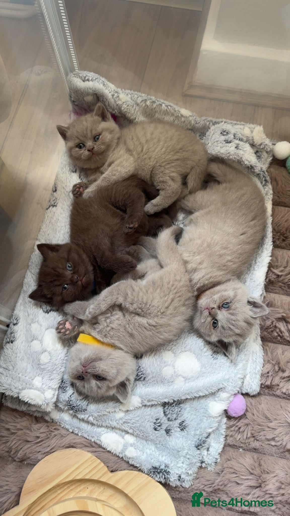 British Shorthair cats LAST TWO lilac British shorthair kittens! 🐾🩶 - Advert 16