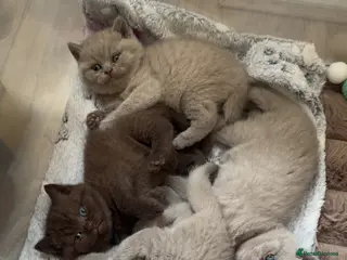 British Shorthair cats LAST TWO lilac British shorthair kittens! 🐾🩶 - Advert 16