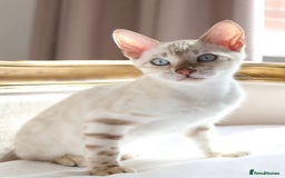 Bengal cats for sale: OUTSTANDING TICA REG BENGAL KITTENS  - Image 4